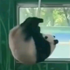 广州大熊猫 女明星雅一日常瑜伽锻炼