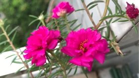 9fbd1ef1f6d440920f0481e612dac0b776a7c806.jpg@280w_158h_1c_100q.jpg