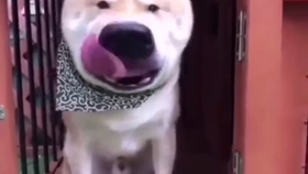 狗狗叫声超级凶可爱的视频 9fc63a2a7cfdd204cb8c775612ca0e78b6f4346c.jpg@280w_158h_1c_100q.jpg