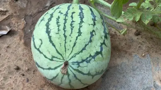 小西瓜可是长大啦 大雨过后菜长的快的来