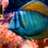 【8K视觉】探寻神秘海底美景！湛蓝的梦中幻想