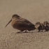 丘鹬鸟妈妈教宝宝捕食埋在沙土中的虫子：孩子们，蹦迪就完事儿了！