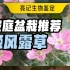 姬风露草，野趣十足的小花，在北京露天越冬成功了