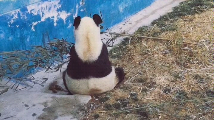 熊猫背影 B站