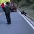 四川，这只熊卡在路边沟里不能动弹，已经报告相关部门！