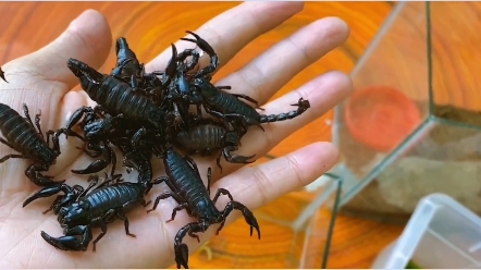 Scorpion is warm and affectionate and desperate!