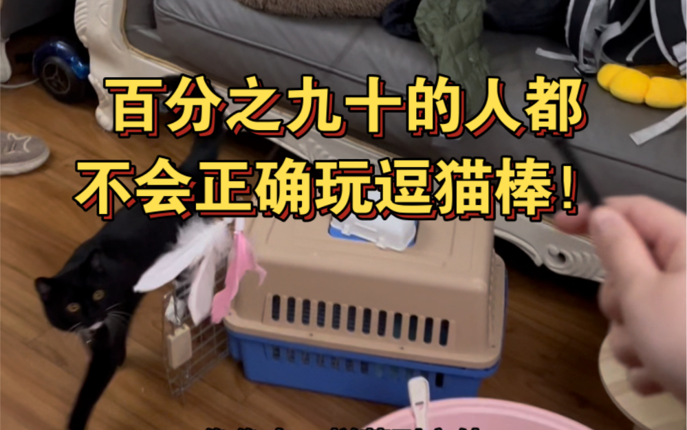 如何正确玩逗猫棒