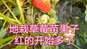 a0384fe9efb8f7239754e15bae1dea305c559baf.jpg@280w_158h_1c_100q.jpg