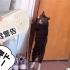 猫咪不守信用？那就拿出它的一生之敌，让它知道什么叫一招制敌