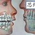 【思维+】第一期 被进化遗忘的牙齿