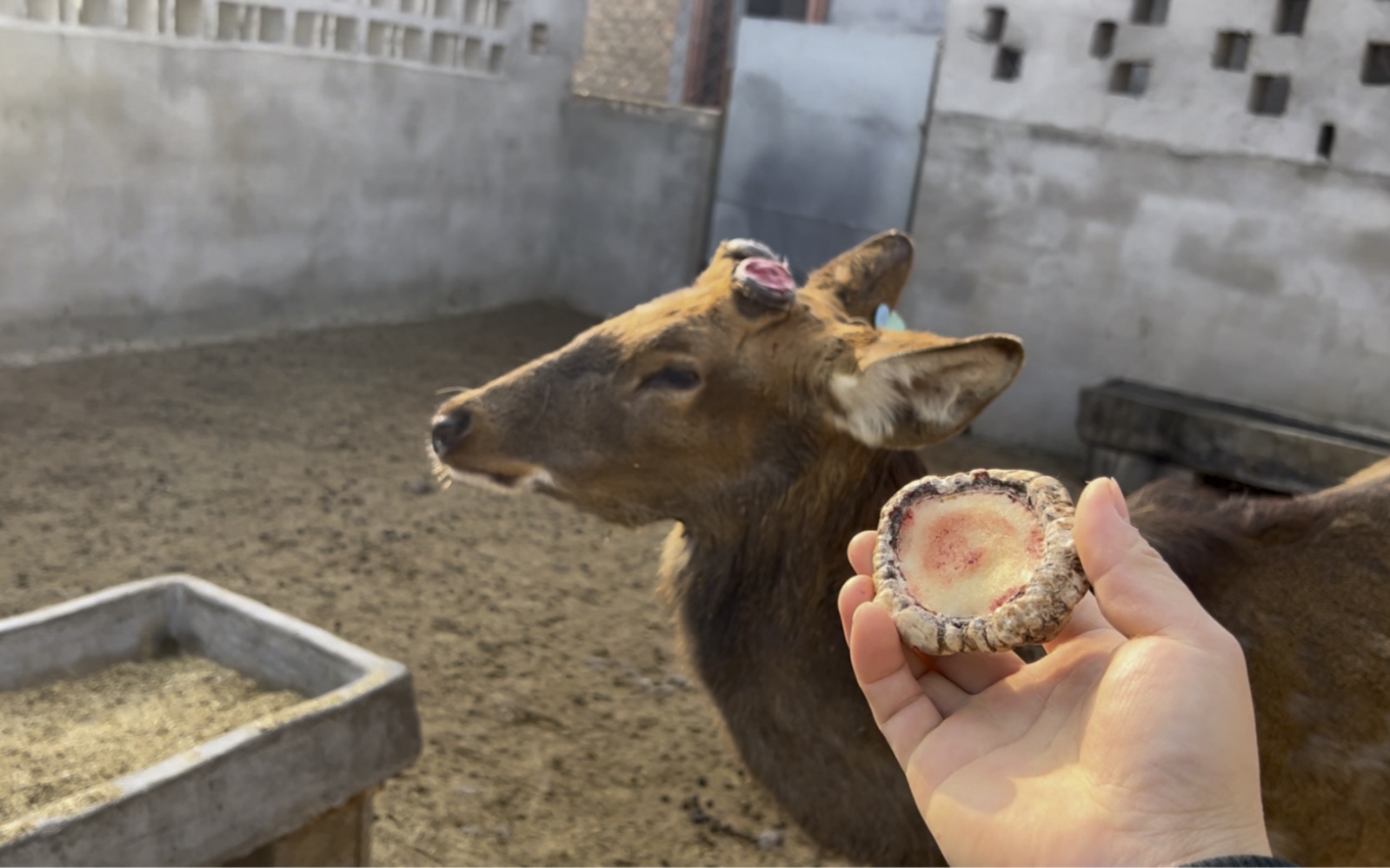 这头梅花鹿鹿角帽粘的真结实，必须打针掰掉..