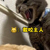 为铲屎官操碎了心的豪猫