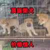 国产顶级田园犬，赶山猎犬后代，狗主人报价令人欢喜