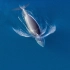 【BBC】《冰冻星球》片段：虎鲸群集体捕食小须鲸