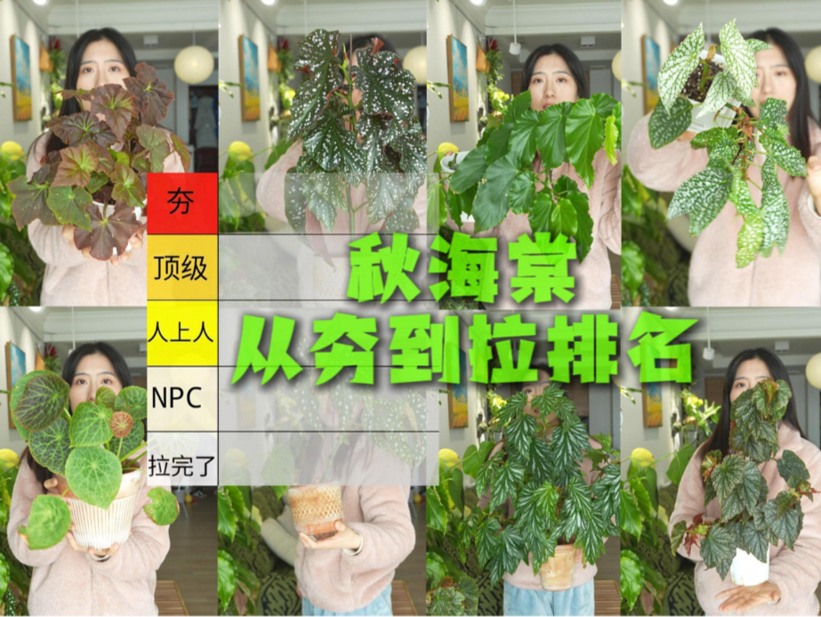 秋海棠从夯到拉排名