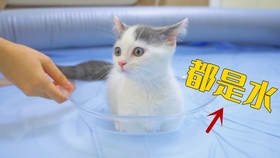 小猫怎么洗澡 新手教程 a0aa44f737aa7a3d0da77f7f151879741cdb422c.jpg@280w_158h_1c_100q.jpg