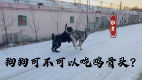 狗为啥不能吃熟鸡骨 a0b76013043d4f2214ccc0c9df18ef2ede64e079.jpg@280w_158h_1c_100q.jpg