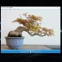 3D道具模型《植物》教程，从建模到贴图，即学即会！