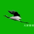 h852 炫酷唯美创意几组天鹅仙鹤飞翔凤凰飞舞绿屏抠像视频后期合成动态视频素材 ae素材 PR素材 剪映素材