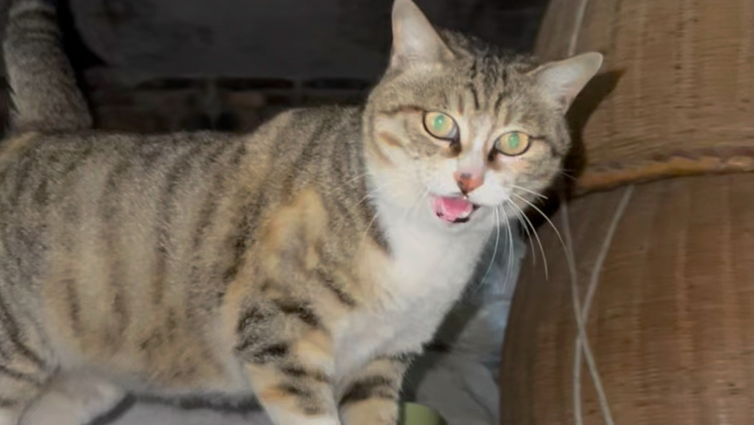 什么样的流浪猫值得投喂？