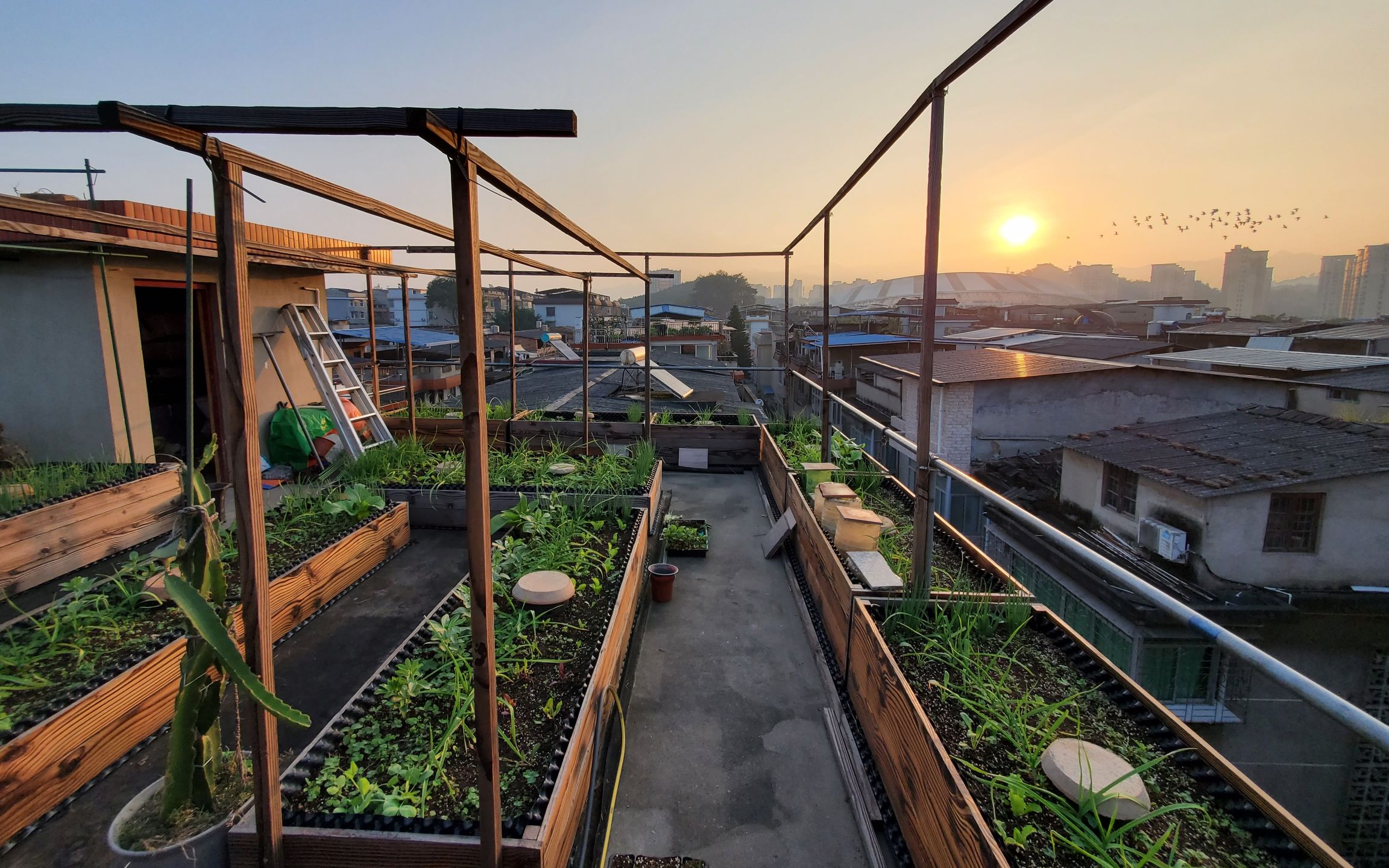 在城市屋顶过田园生活并不是没有可能！和我一起在屋顶打造生态菜园种植有机蔬菜吧！！！