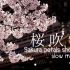 桜吹雪 Tokyo 2021 Sakura Petals shower