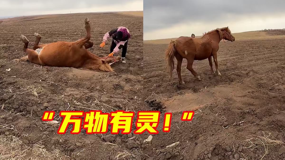 马卡在地垄里无法动弹，热心路人合力救出。网友：万物有灵！脱困后它好像也在说“谢谢”