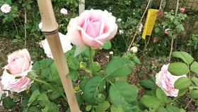 a11a442bf98e461bd721df3f925a324119e2a348.jpg@280w_158h_1c_100q.jpg
