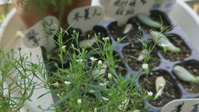 多肉小视频搞笑 a11e672230d19fc80897a35ef03f98f985e8af44.jpg@280w_158h_1c_100q.jpg