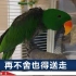 上海一女子养了6年绿毛鹦鹉，上街溜了一圈被举报，边哭边受罚
