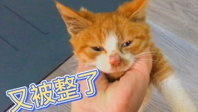 猫咪一直叫不理它会怎么样 a13d3d8d8f9b9960ae437a082176b1433db1d3ba.jpg@280w_158h_1c_100q.jpg