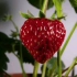 【原创】【延时摄影】历时三个月，我拍到了草莓从开花到结果