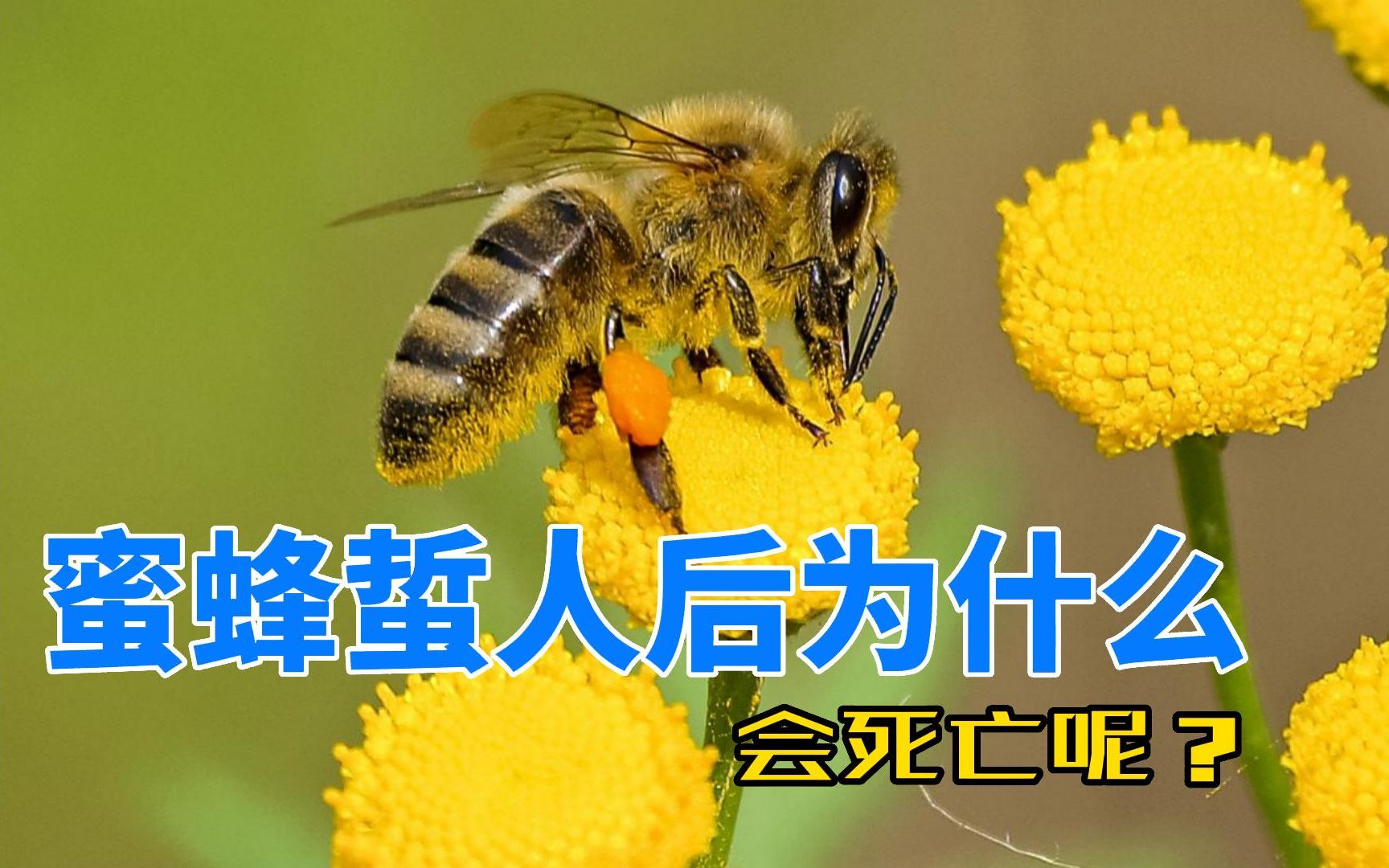 被蜜蜂蛰自救指南，转发可救人一命！