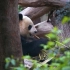 短视频素材——大熊猫