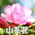 冬季会开的花花（二）：山茶花