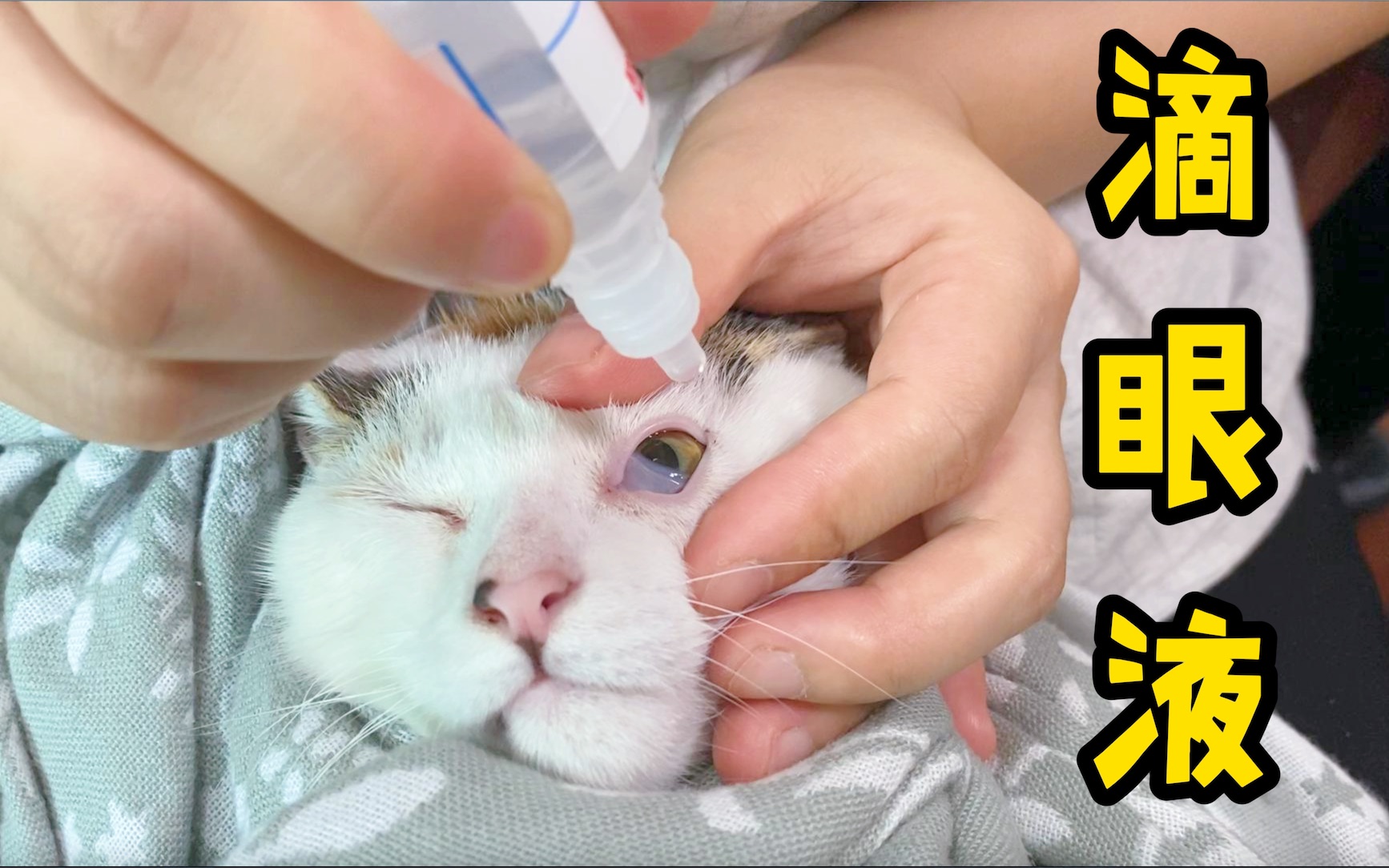 【新手养猫】怎么给猫咪滴眼液？详解8个流程，新手养猫必看