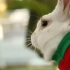 妹子救助十余只兔子，她是城市兔子救援队里的一员
