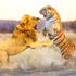 【狮虎争霸】狮子老虎孰强孰弱，200余年的斗争记录给出结果。