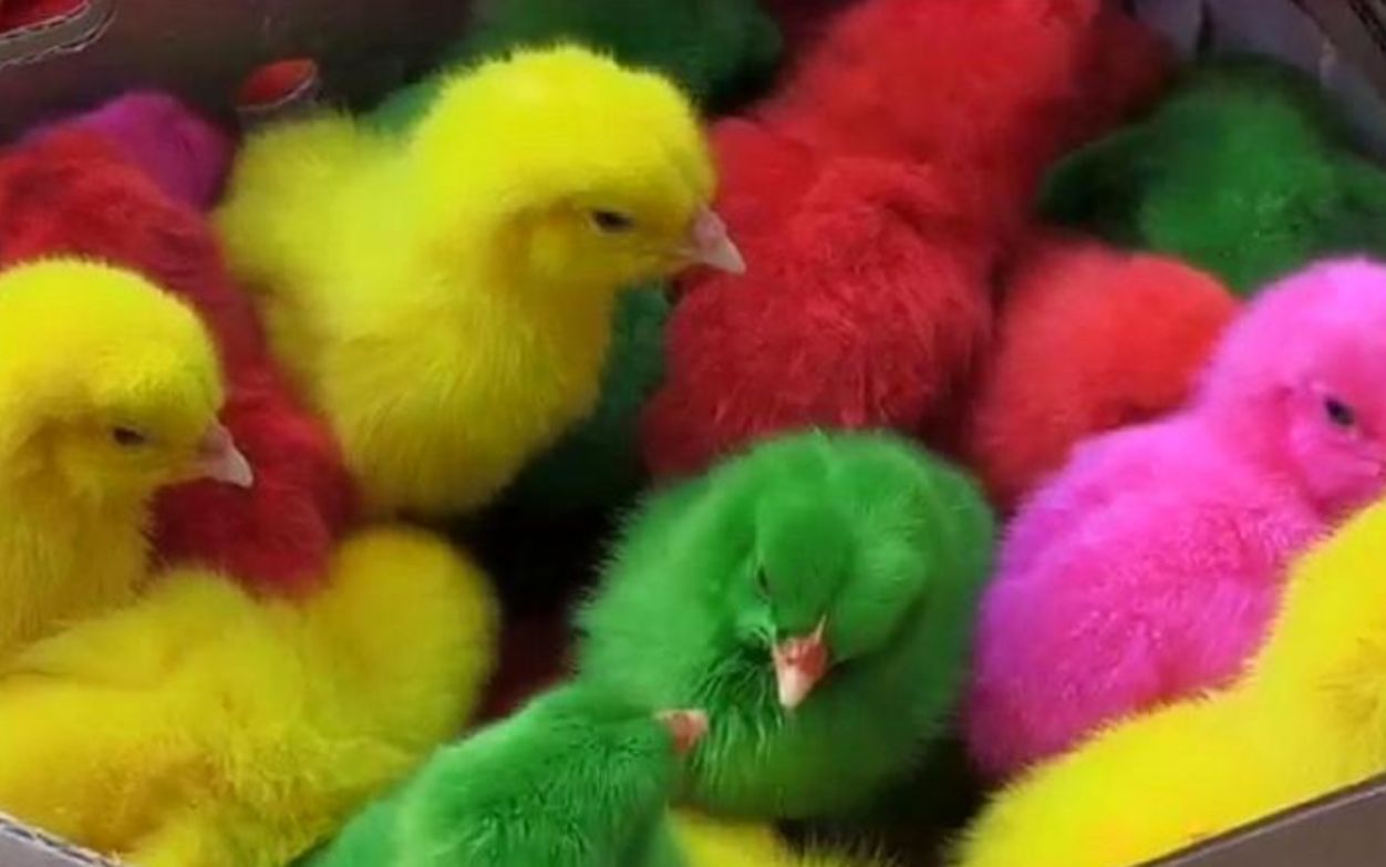 Colorful vibrant chicks grazing on fowl farm · Free Stock Photo