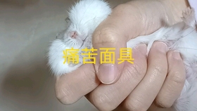 a197a85dfa3a2af842f7b11a14a1708d6fc9859a.jpg@280w_158h_1c_100q.jpg