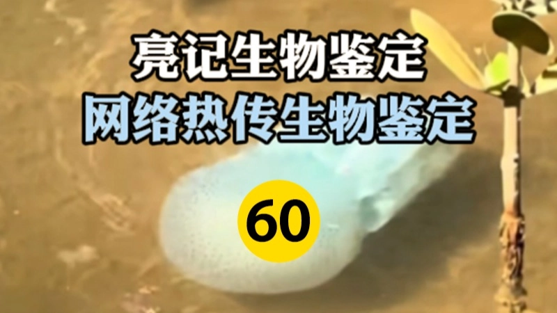网络热传生物鉴定 第60期 缩略图