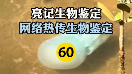网络热传生物鉴定 第60期