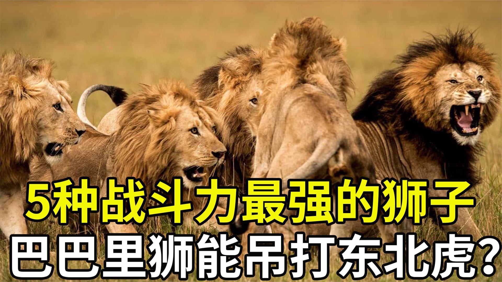 5种超强狮子，连东北虎都不一定打得过，第一名巴巴里狮有多强？