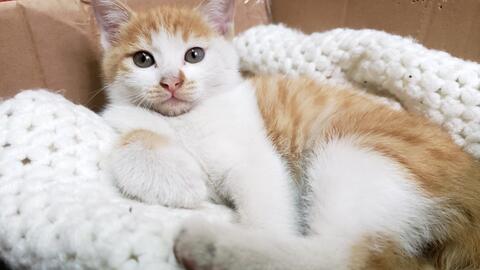 a1b996ed470325865e84590f74d89f0be675bc88.jpg@480w_270h_1c