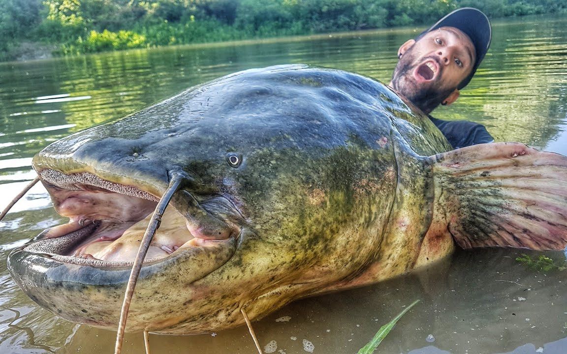 亚马逊河流抓巨物，钓500斤的巨型鲶鱼，是世界最大的淡水鱼