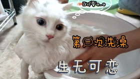 a1eddd385e4ee5b85b4b4fe6b102f7f3a26538e2.jpg@280w_158h_1c_100q.jpg