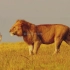 高清4K镜头下的美丽动物，动物世界自然纪录片