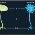 【生物】七上 1.4 细胞的生活.—伞藻实验