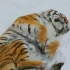 超抗寒的东北虎睡在雪地