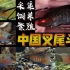 最好养的中国原生鱼之一 ——普通叉尾斗鱼